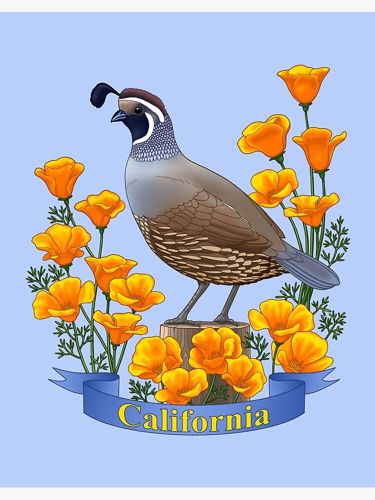 "California State Bird and Flower Quail and Golden Poppy" Art Board