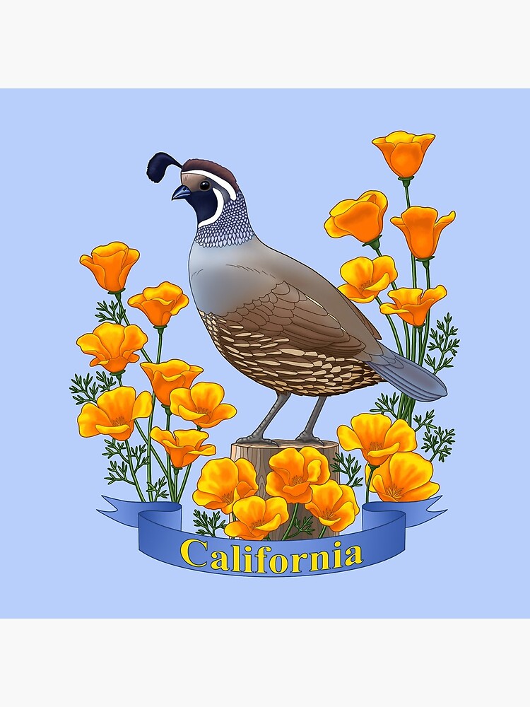 California State Bird and Flower Quail and Golden Poppy by csforest
