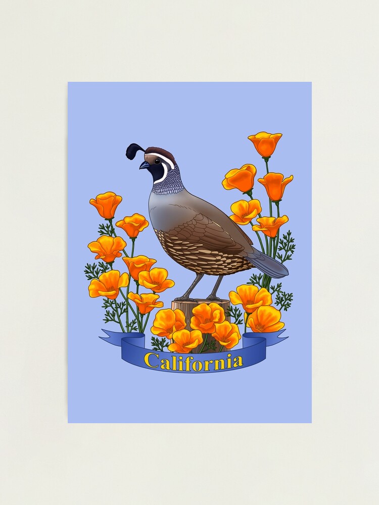 Ca State Bird And Flower