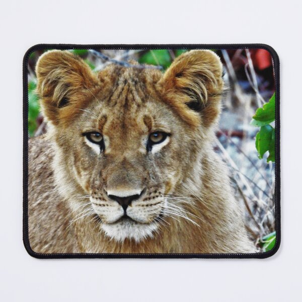 Item preview, Simba, future jungle king designed and sold by Maniki SA.