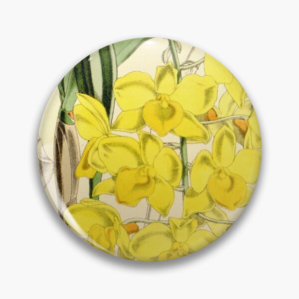 Item preview, Dendrobium farmeri (as Dendrobium farmeri var. aureo flava Curtis' 90 (Ser. 3 no. 20) pl. 5451 (1864) designed and sold by EsotericBotanic.
