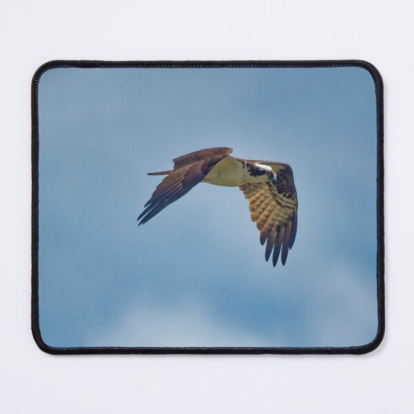 Item preview, Osprey in flight designed and sold by KDartisticeye.