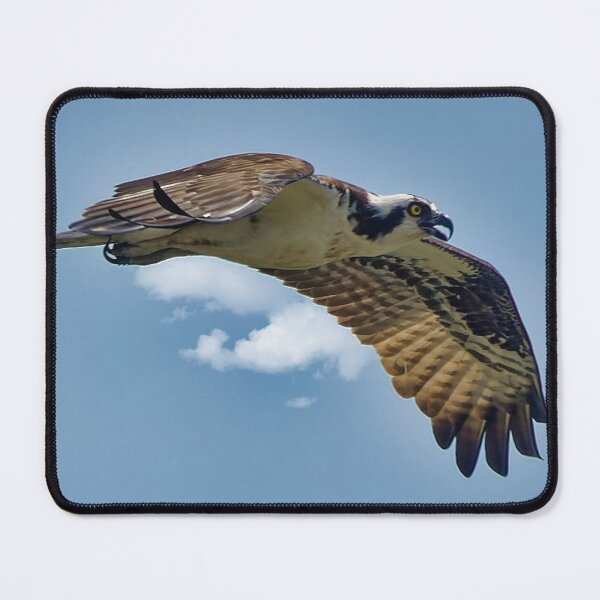 Item preview, Osprey in flight designed and sold by KDartisticeye.