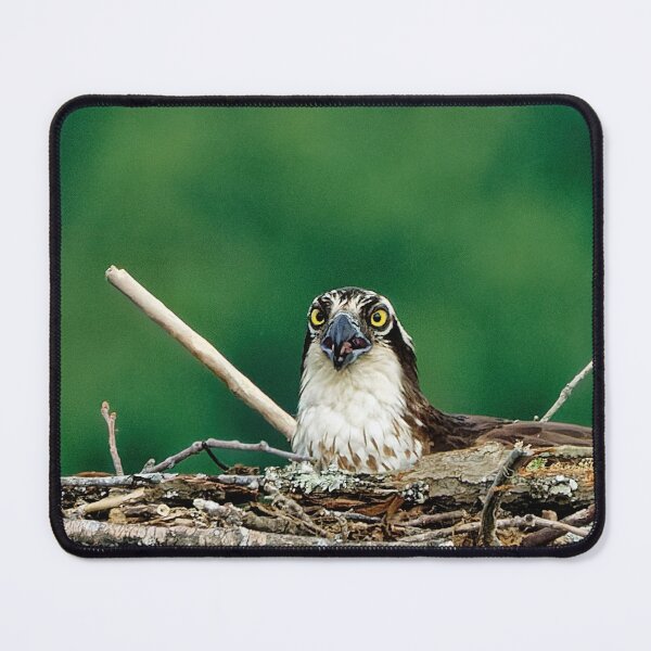 Item preview, Osprey in platform nest designed and sold by KDartisticeye.