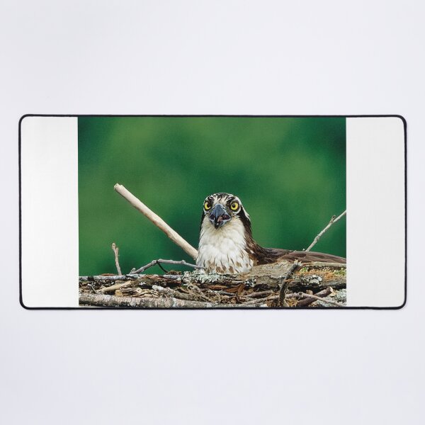 Item preview, Osprey in platform nest designed and sold by KDartisticeye.