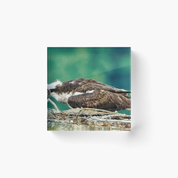Item preview, Osprey in nest designed and sold by KDartisticeye.