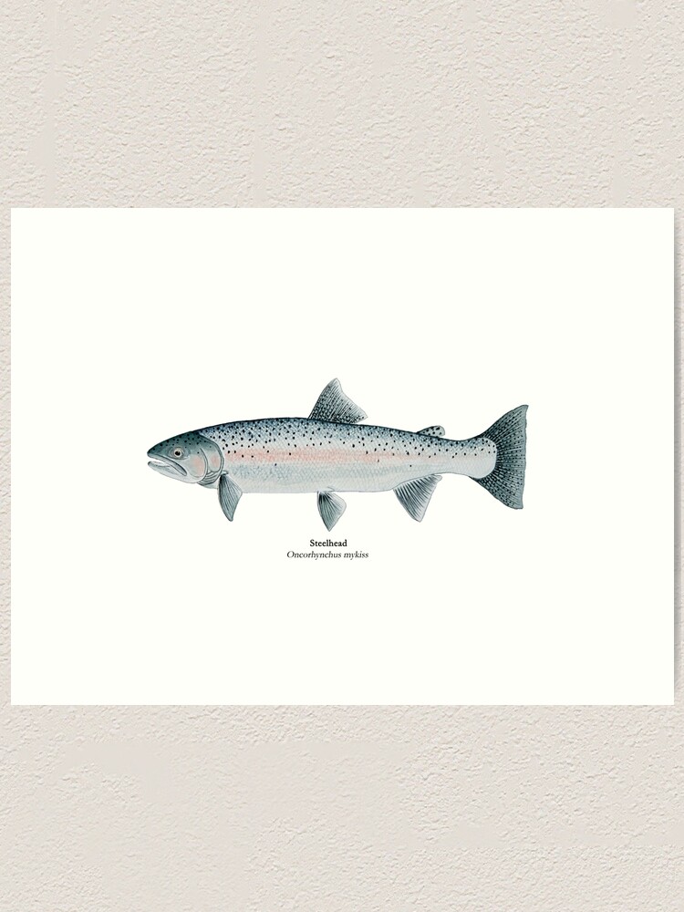 "Steelhead Trout" Art Print for Sale by Stephen Emms Redbubble