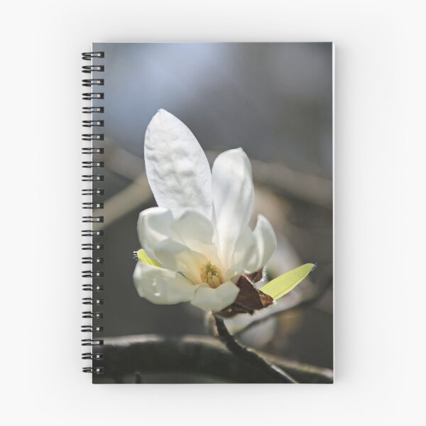 Artikelvorschau, Weiße Magnolie entworfen und verkauft von Joan van der Wereld.