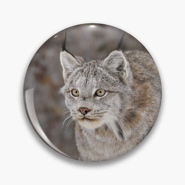 Artikelvorschau, Kanada Luchs entworfen und verkauft von mlorenz.