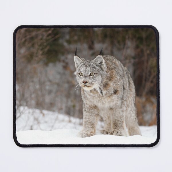 Item preview, Canada Lynx designed and sold by mlorenz.