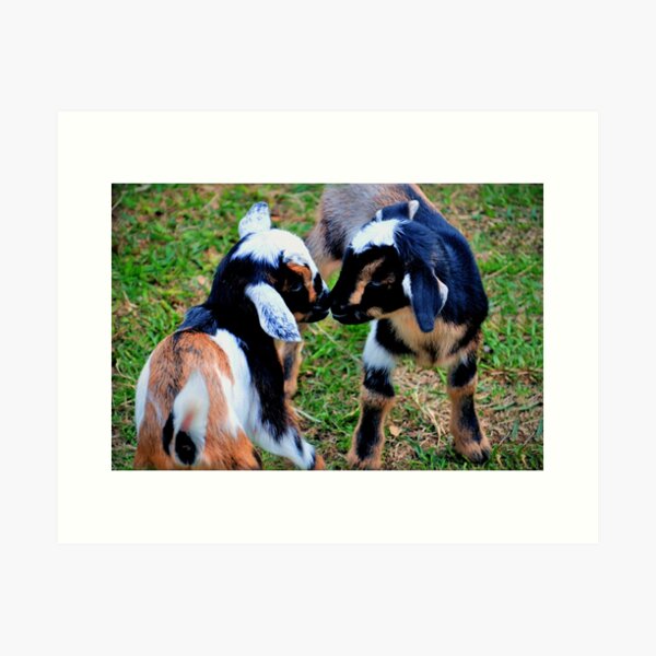 Item preview, Baby Goats designed and sold by Savannah Gibbs.