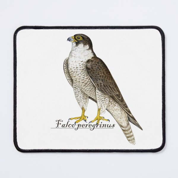 Item preview, Peregrine Falcon (Falco peregrinus) designed and sold by Tamara Clark.