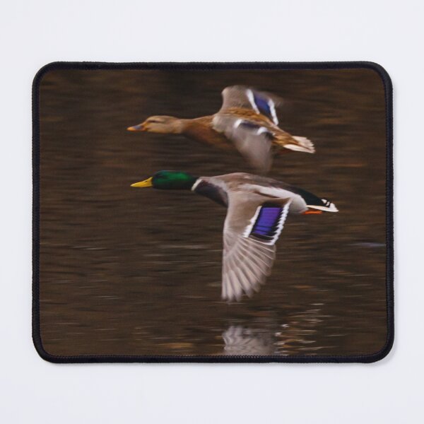 Item preview, The flight of the Mallard designed and sold by Dalyndigital Photography.