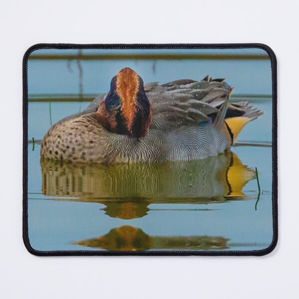 Item preview, Sleeping Eurasian Teal   designed and sold by Dalyndigital Photography.
