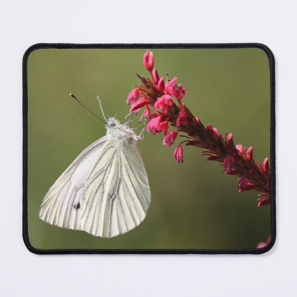 Item preview, Purity designed and sold by cuprum.