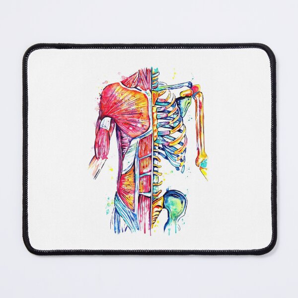 Item preview, Massage Therapist Muscular Anatomy Poster, Massage Therapist Muscule Anatomy designed and sold by HerBertTeee.