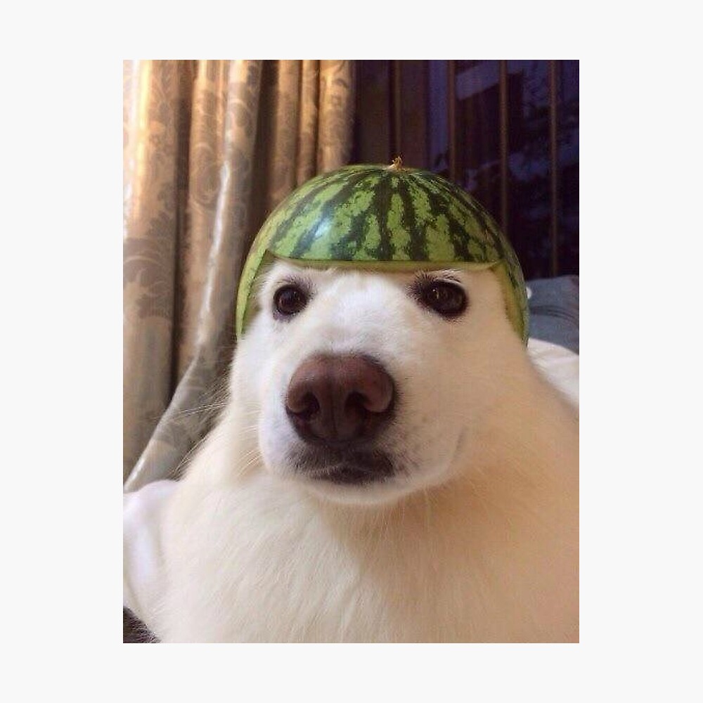 dog fruit hat