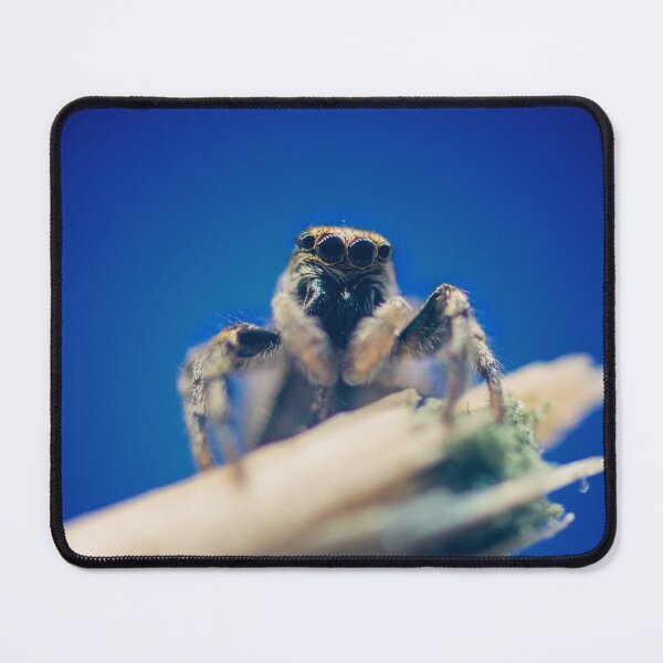 Item preview, Aim high | Zebra jumping spider designed and sold by BBPGallery.