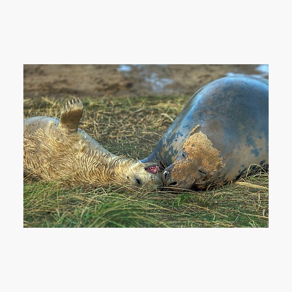 Item preview, Little Nipper designed and sold by Paul Thompson Photography.