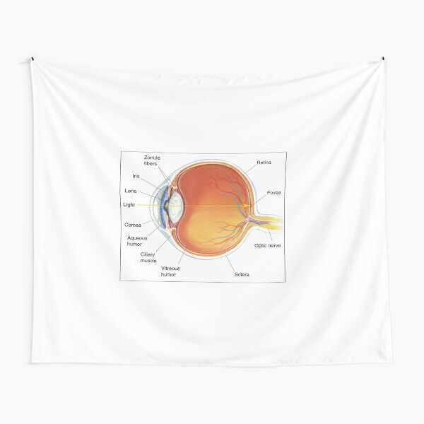 The eye diagram for kid's human anatomy diagrams Tapestry