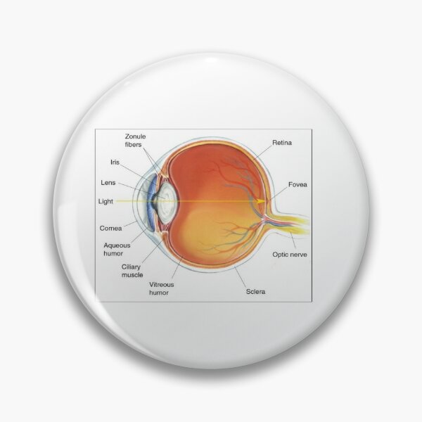 The eye diagram for kid's human anatomy diagrams Pin