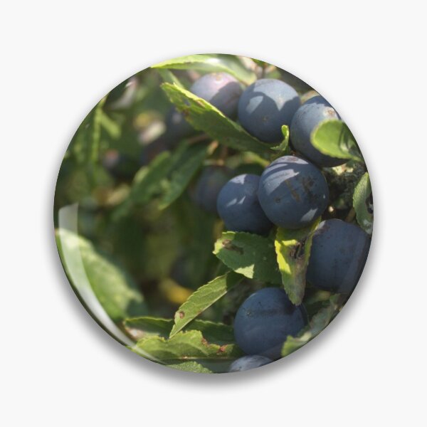 Item preview, Bunch of Ripe Blue Sloe Berries designed and sold by InterOptic.