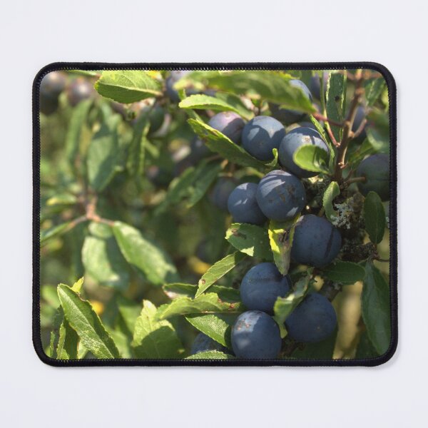 Item preview, Bunch of Ripe Blue Sloe Berries designed and sold by InterOptic.