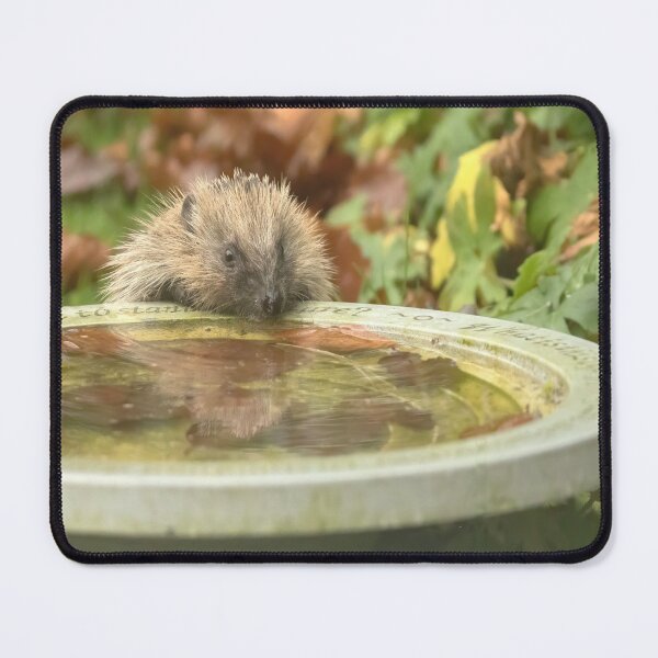 Item preview, Hedgehog at the birdbath designed and sold by Susan Purveur.