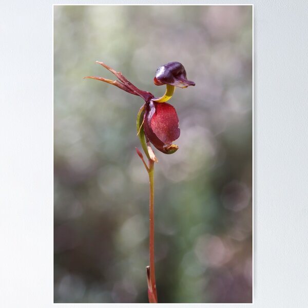 Item preview, Flying Duck Orchid - Caleana major designed and sold by Paul Piko.