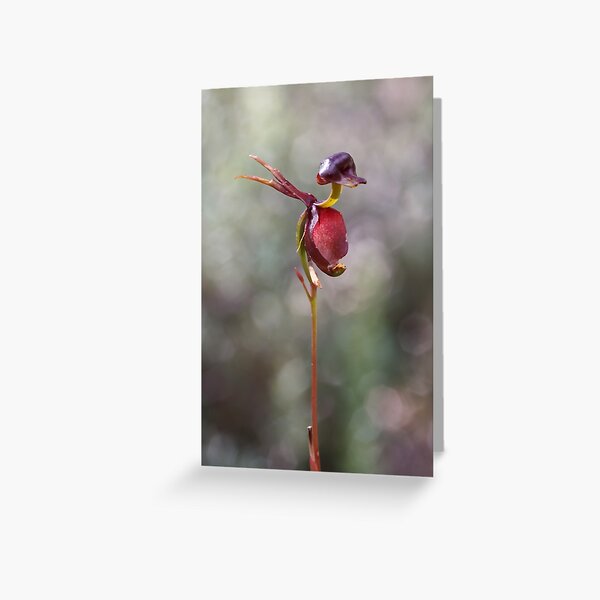 Item preview, Flying Duck Orchid - Caleana major designed and sold by Paul Piko.