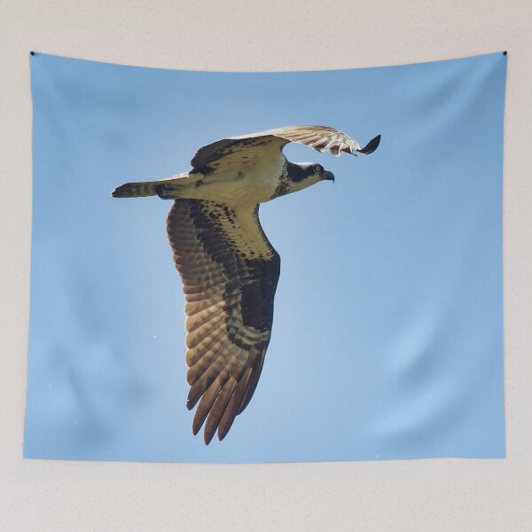 Item preview, Osprey in flight designed and sold by KDartisticeye.