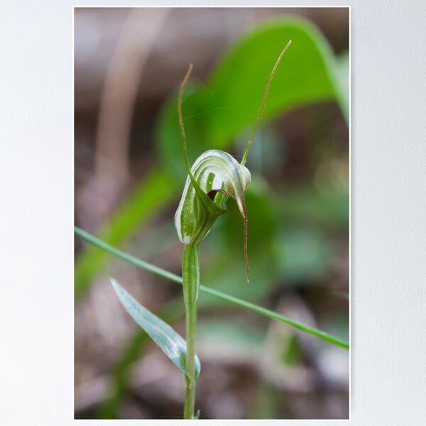 Item preview, Swamp Greenhood - Diplodium tenuissimum designed and sold by Paul Piko.