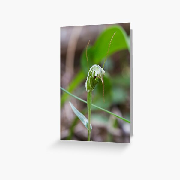 Item preview, Swamp Greenhood - Diplodium tenuissimum designed and sold by Paul Piko.