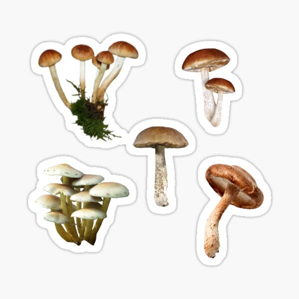 Mushrooms (4) Sticker