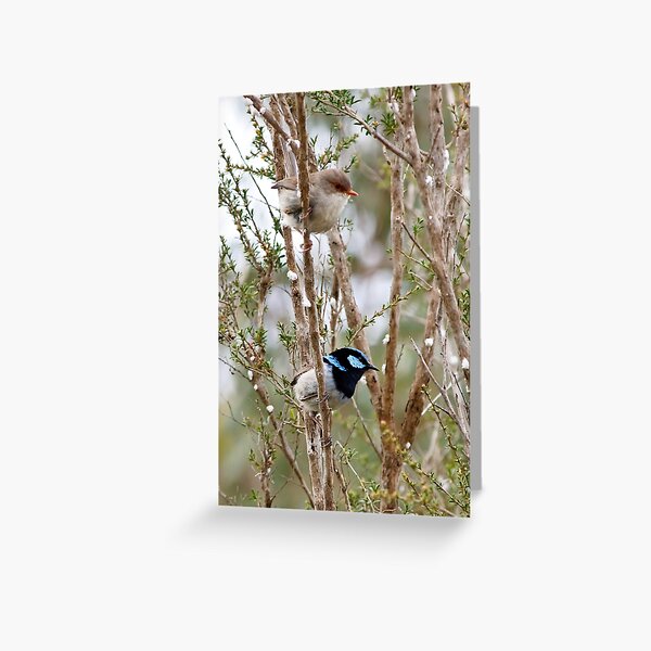 Superb Blue Wren, male and female - Malurus cyaneus Greeting Card