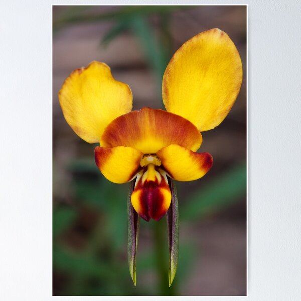 Donkey Orchid - Diuris orientis Poster