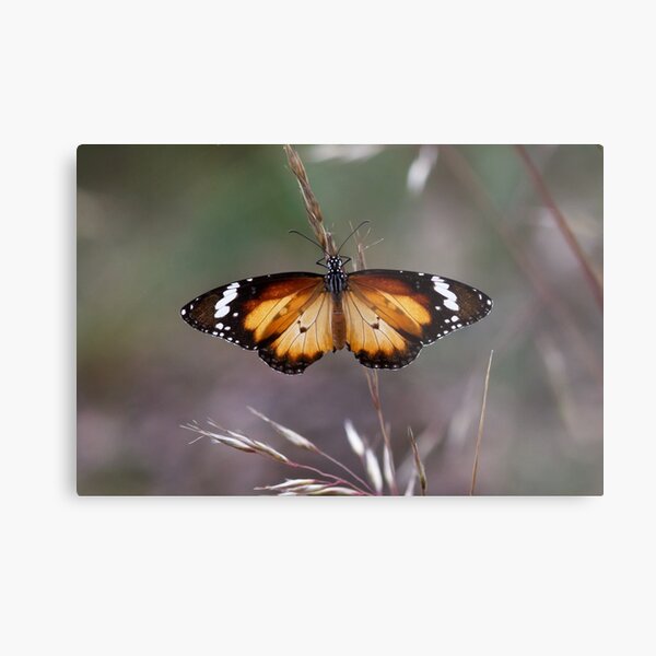 Lesser Wanderer Butterfly - Danaus petilia Metal Print