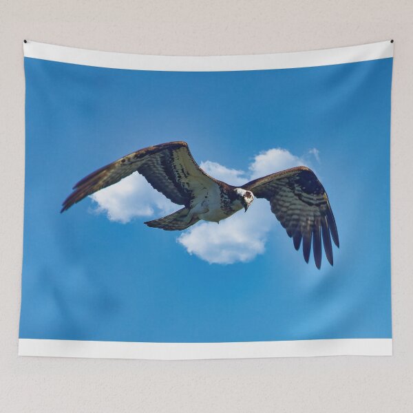 Item preview, Osprey in flight designed and sold by KDartisticeye.