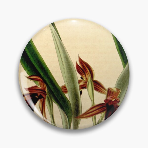 Item preview, Maxillaria cucullata Curtis' 68 (N.S. 15) pl. 3945 (1842) designed and sold by EsotericBotanic.