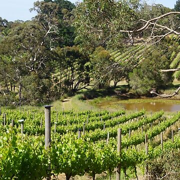 Artwork thumbnail, Vine Rows and Lilly Pond by Adelaide artist Avril Thomas at Magpie Springs by MagpieSprings