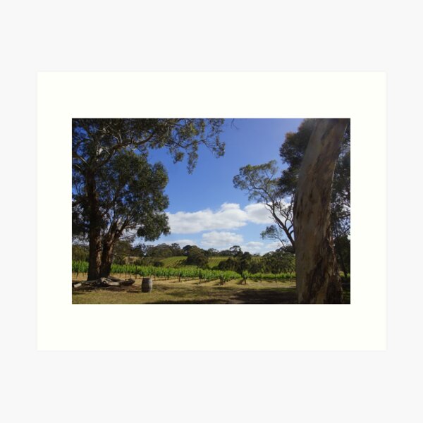 Blue Sky and Fluffy clouds in the Vineyard - Adelaide Hills - Fleurieu Peninsula by Avril Thomas Art Print