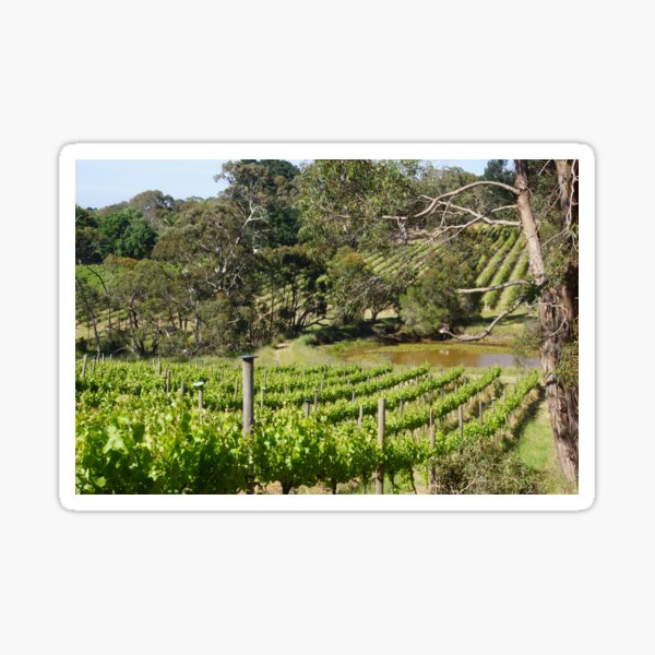Item preview, Vine Rows and Lilly Pond by Adelaide artist Avril Thomas at Magpie Springs designed and sold by MagpieSprings.