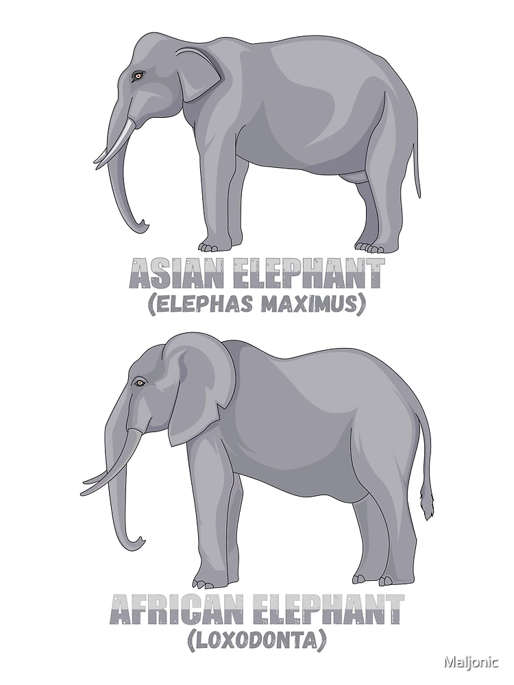 Asian Elephant Poster Print / Infographic