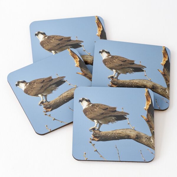 Item preview, Osprey in tree designed and sold by KDartisticeye.