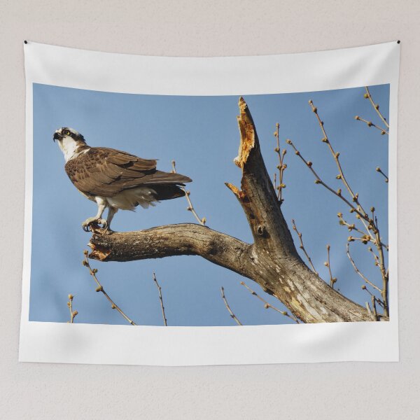 Item preview, Osprey in tree designed and sold by KDartisticeye.