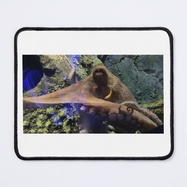 Item preview, Octopus designed and sold by lol1310.