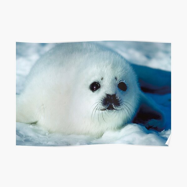 Cute Seal Poster For Sale By A Nice Qwerty Redbubble