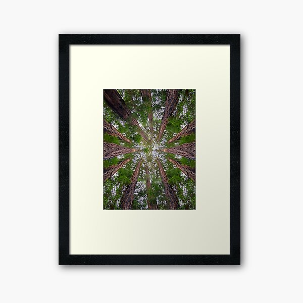 Redwood Faery Ring Framed Art Print