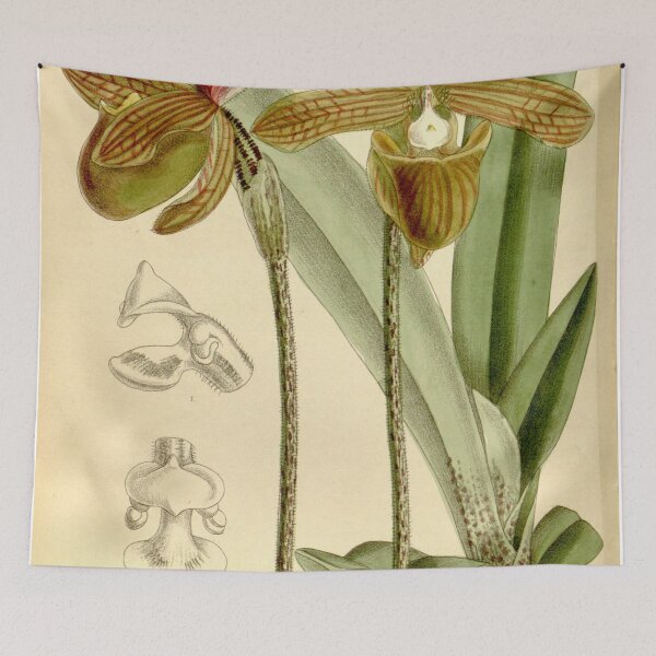 Item preview, Paphiopedilum charlesworthii (as Cypripedium charlesworthii) Curtis' 121 (Ser. 3 no. 51) pl. 7416 (1895) designed and sold by EsotericBotanic.