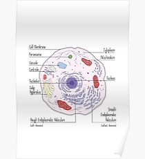 Animal Cell Poster